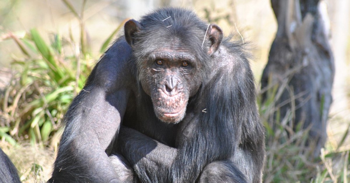 chimpanzee war