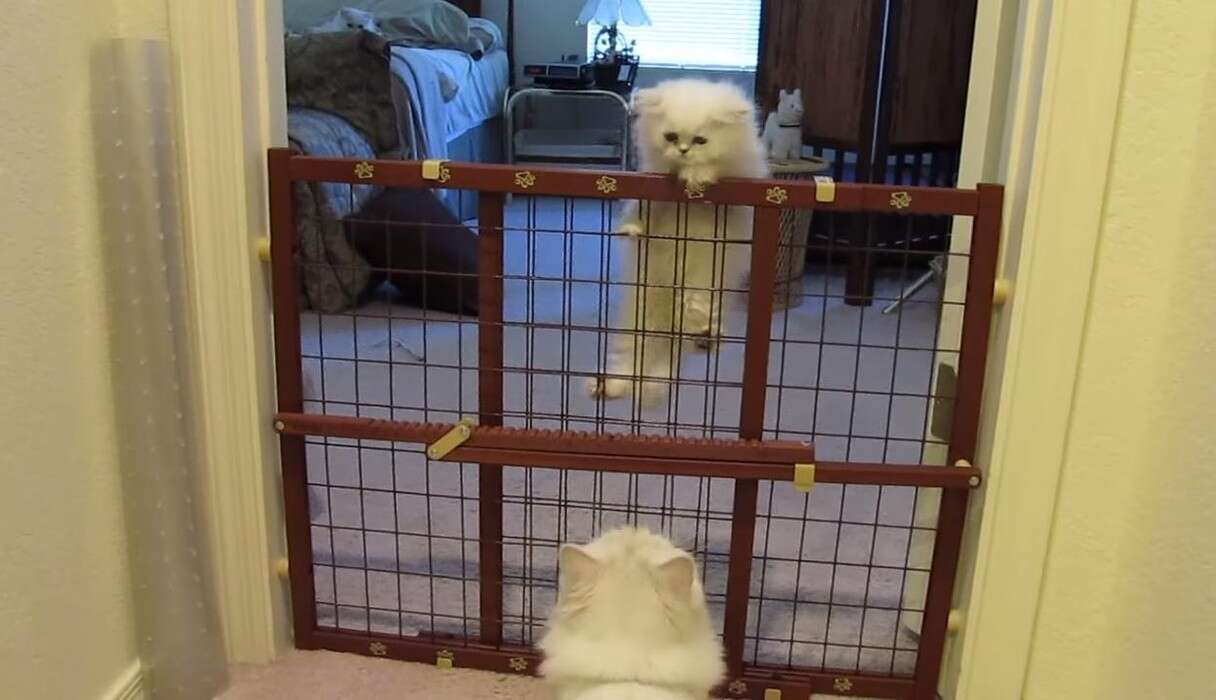 Cat Jumping Over Gate Gif