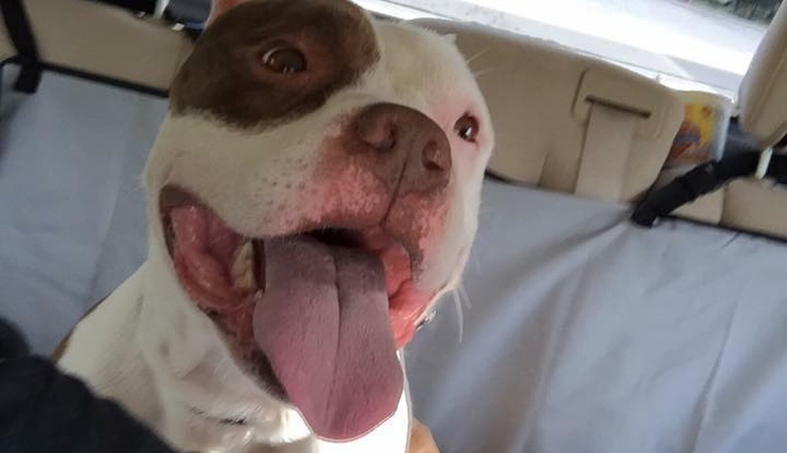 Abandoned Dog Was Shutting Down At The Shelter The Dodo