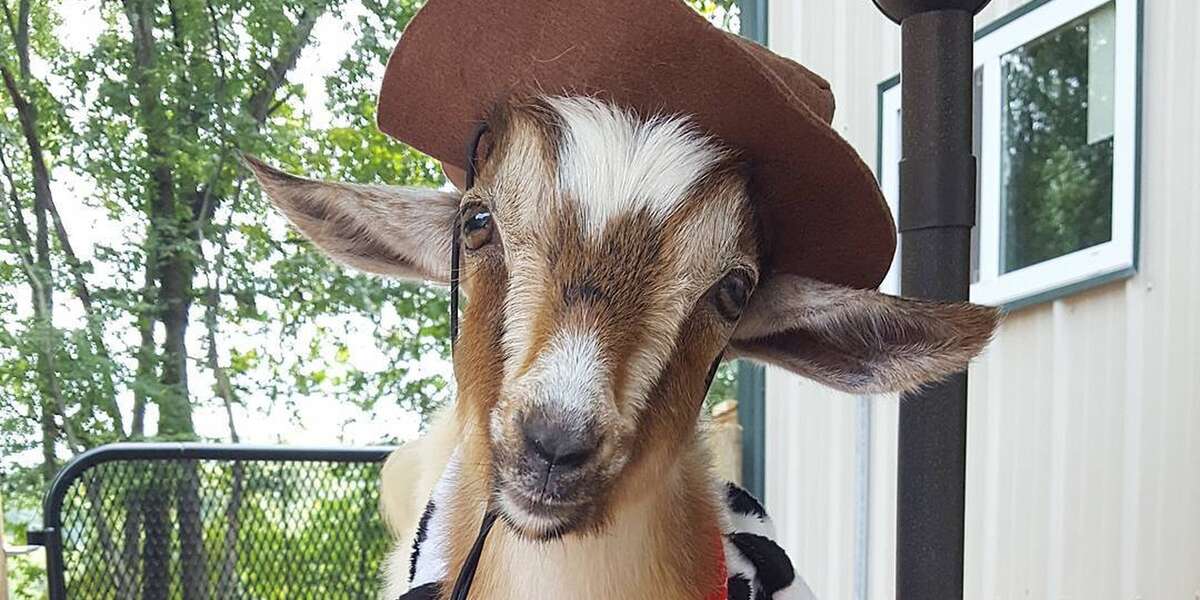 Goat Born With Bent Legs Can't Stop Bouncing Around Now Videos The Dodo