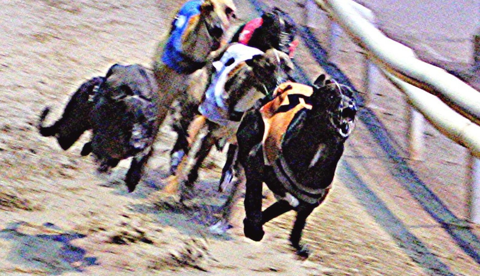 The Dog Racing Industry Is Finally Dying In America - The Dodo