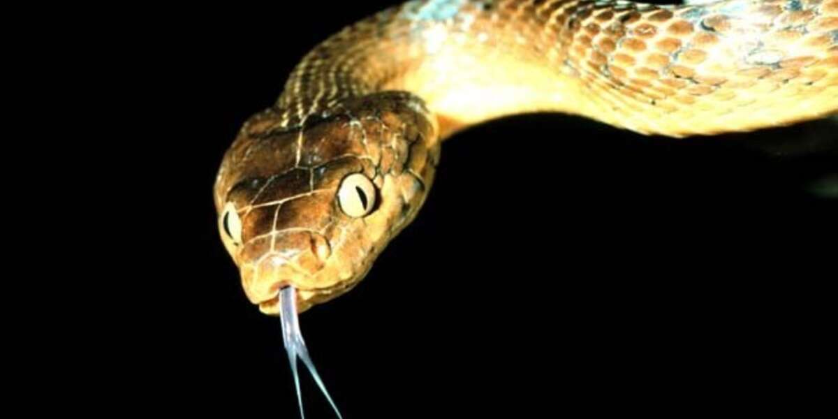 Parachuting Rats Fight Invasive Snakes - The Dodo