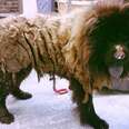 Neglected Dog Loses 5 Pounds Of Matted Hair
