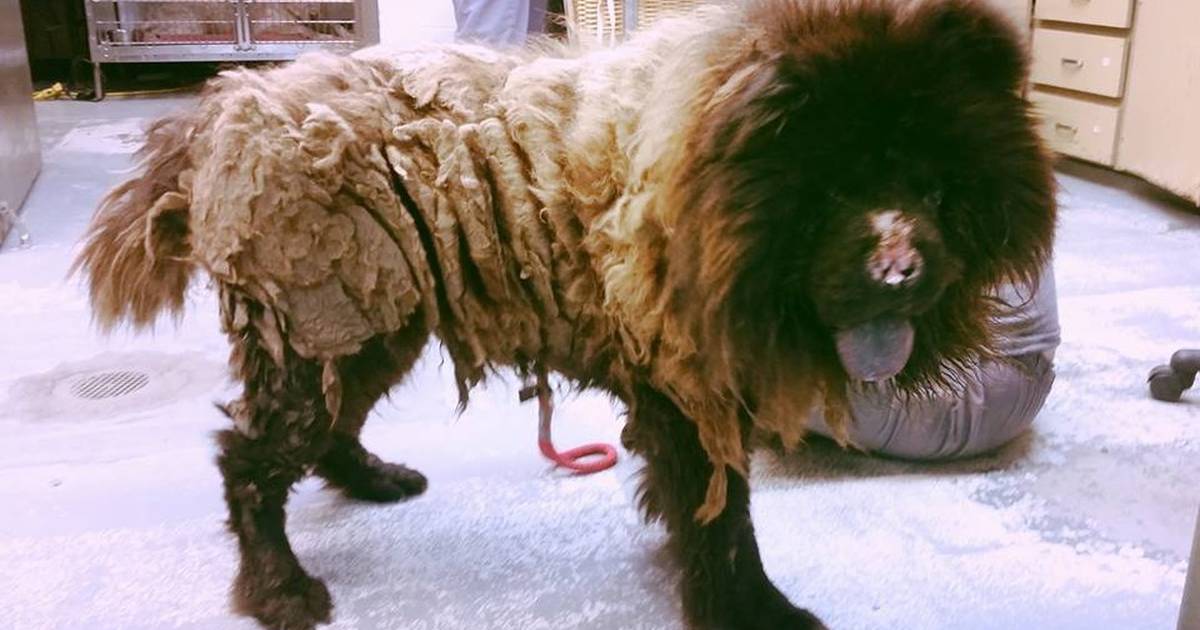 Neglected Dog Loses 5 Pounds Of Matted Hair The Dodo