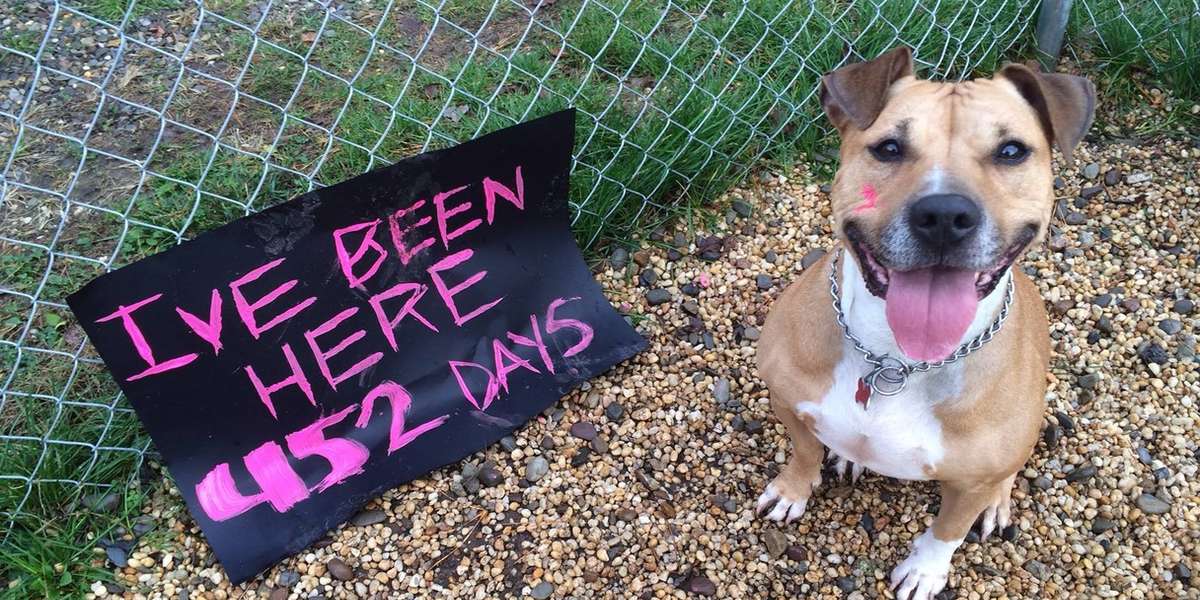 Patient Pit Bull Has Been Waiting 452 Days To Find A Home - The Dodo