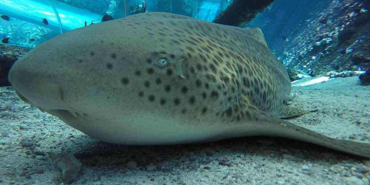 The Real Reason A Shark Just Had Babies Without A Mate - The Dodo