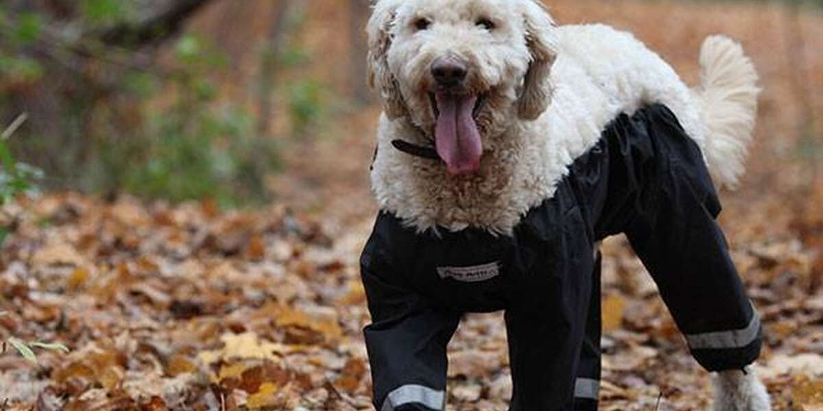 'Dog Pants' Debate Is Great News For Actual Dog Pants Maker The Dodo