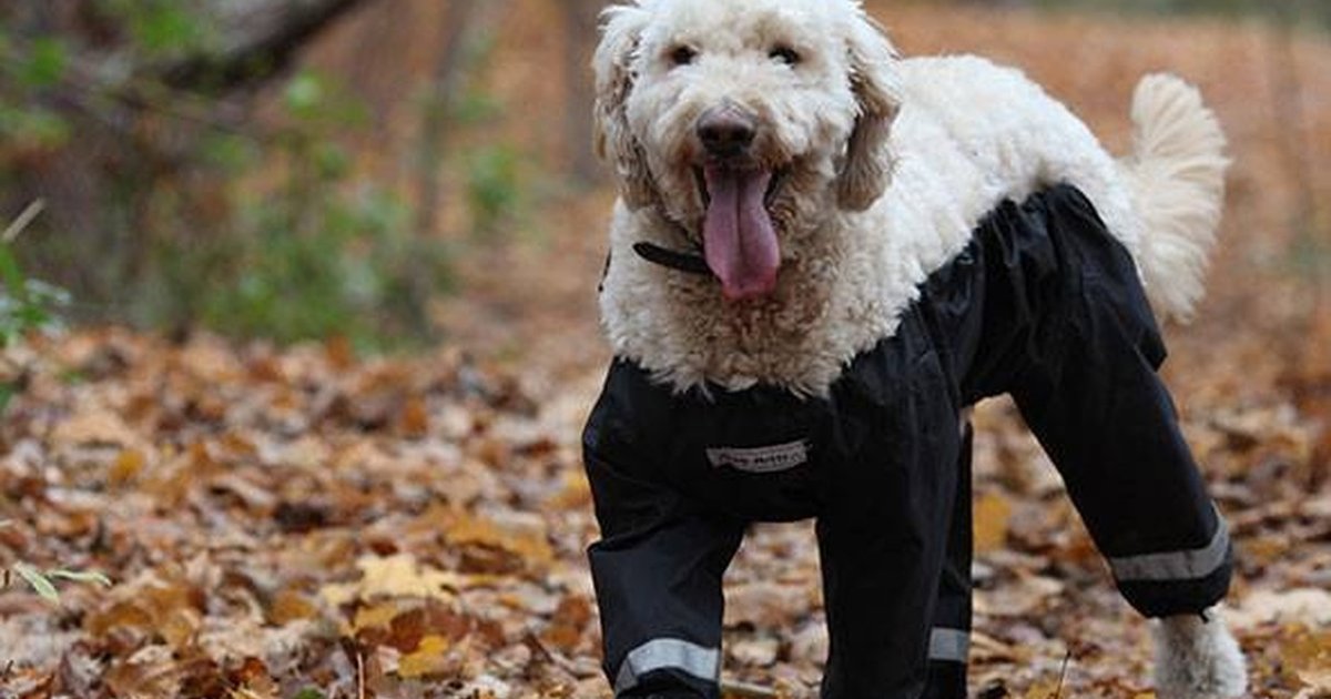 'Dog Pants' Debate Is Great News For Actual Dog Pants Maker The Dodo