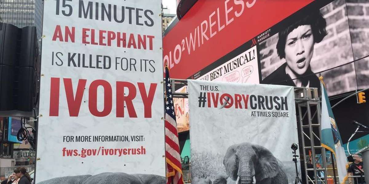 Painful Day For Elephant Lovers Sends Powerful Message Of Hope - The Dodo
