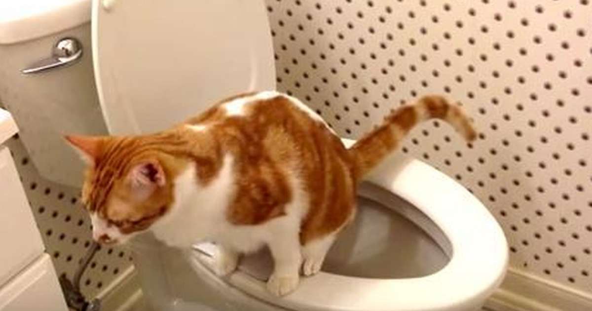 cat in a toilet bowl