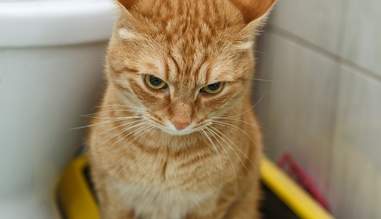 Should You Teach Your Cat To Use The Toilet The Dodo