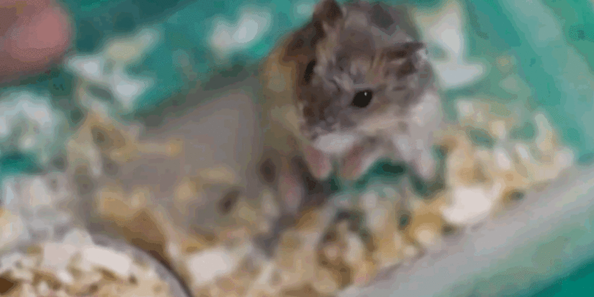 Hamsters Faking Their Deaths Are Only Acting On Instinct The Dodo