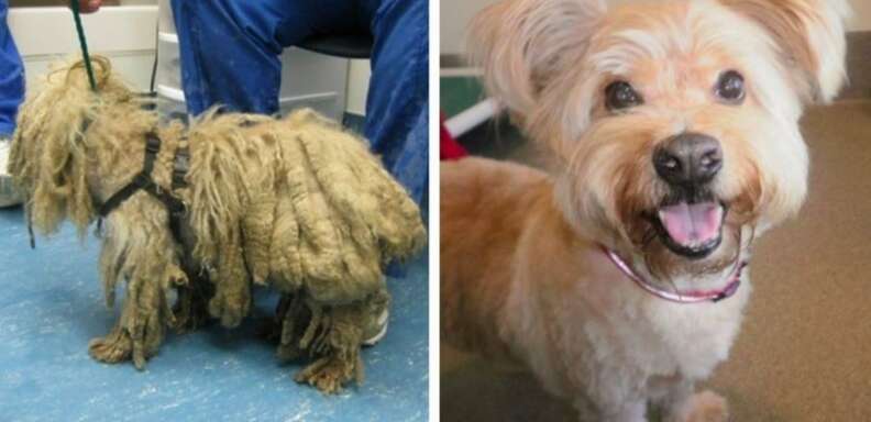 Labradoodle shop matted hair