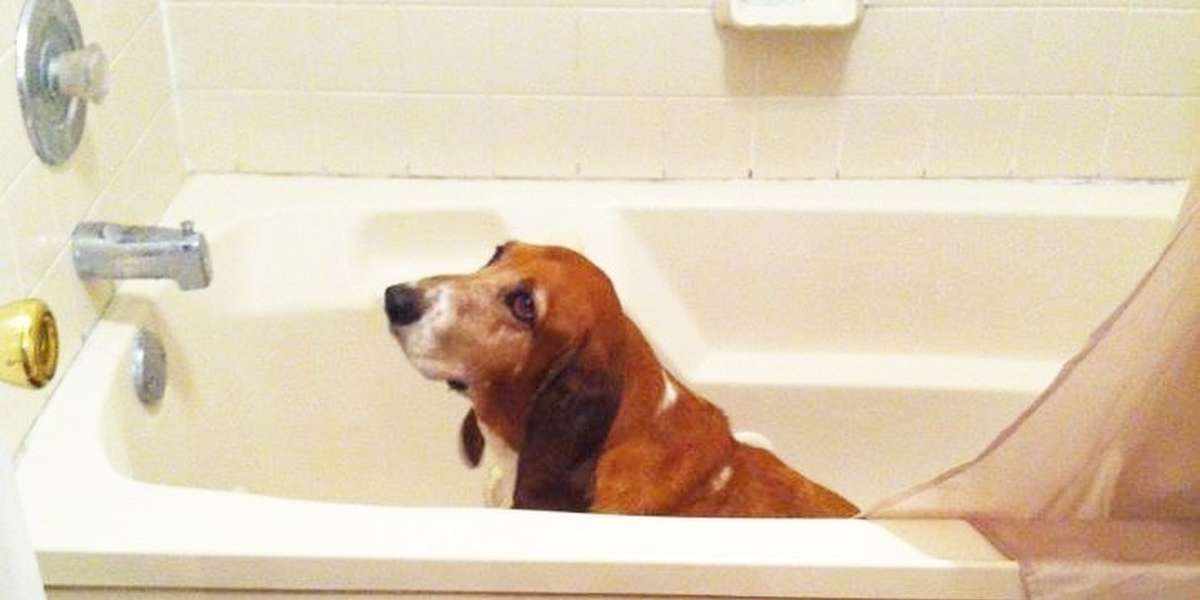 How To Help Your Dog If He's Scared Of Fireworks The Dodo