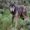 Dispersing Wolves Need Federal Protection