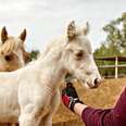 One Woman Changed Everything For A Blind Baby Horse