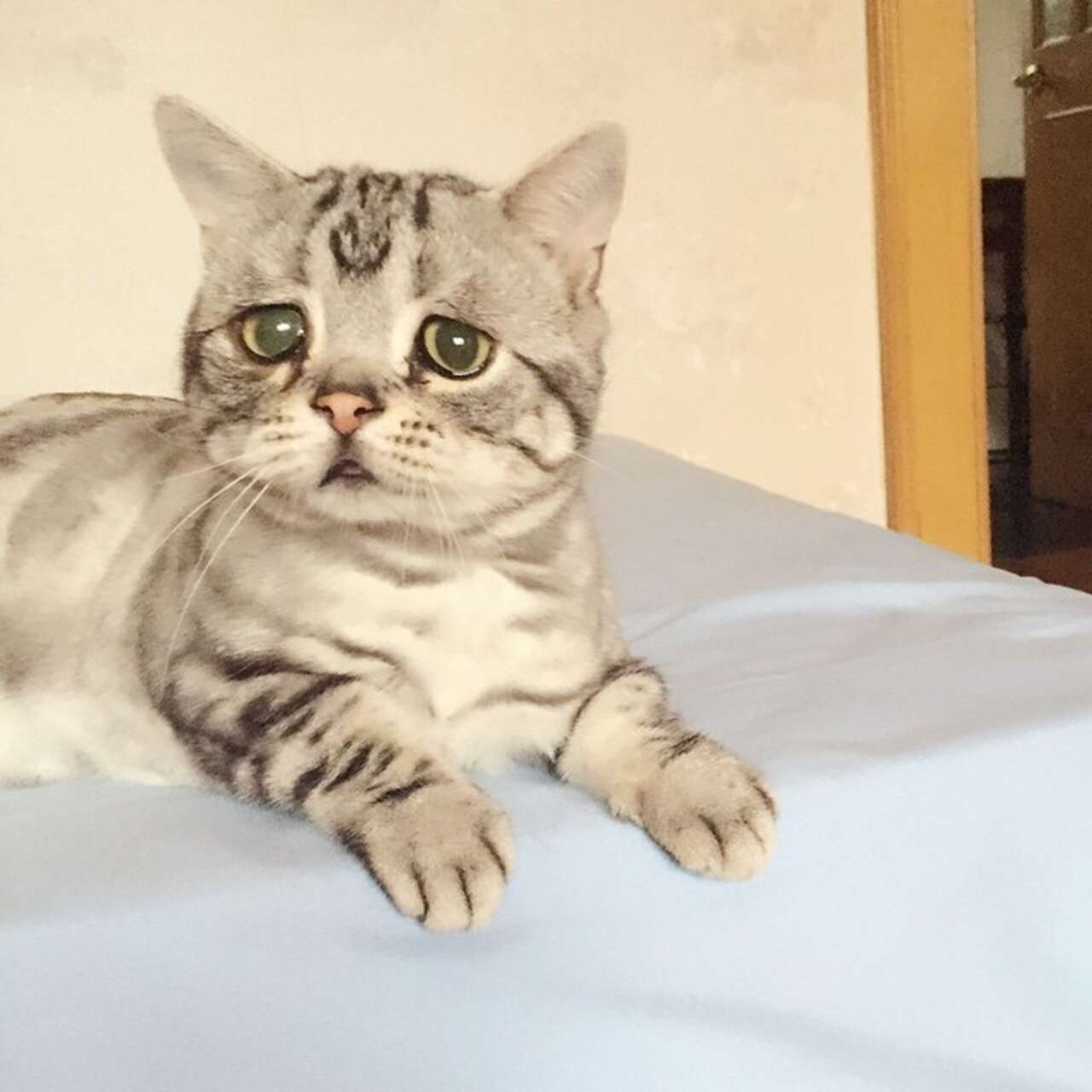 World's Saddest Cat Has Been Discovered, And She's Purrfect - The Dodo