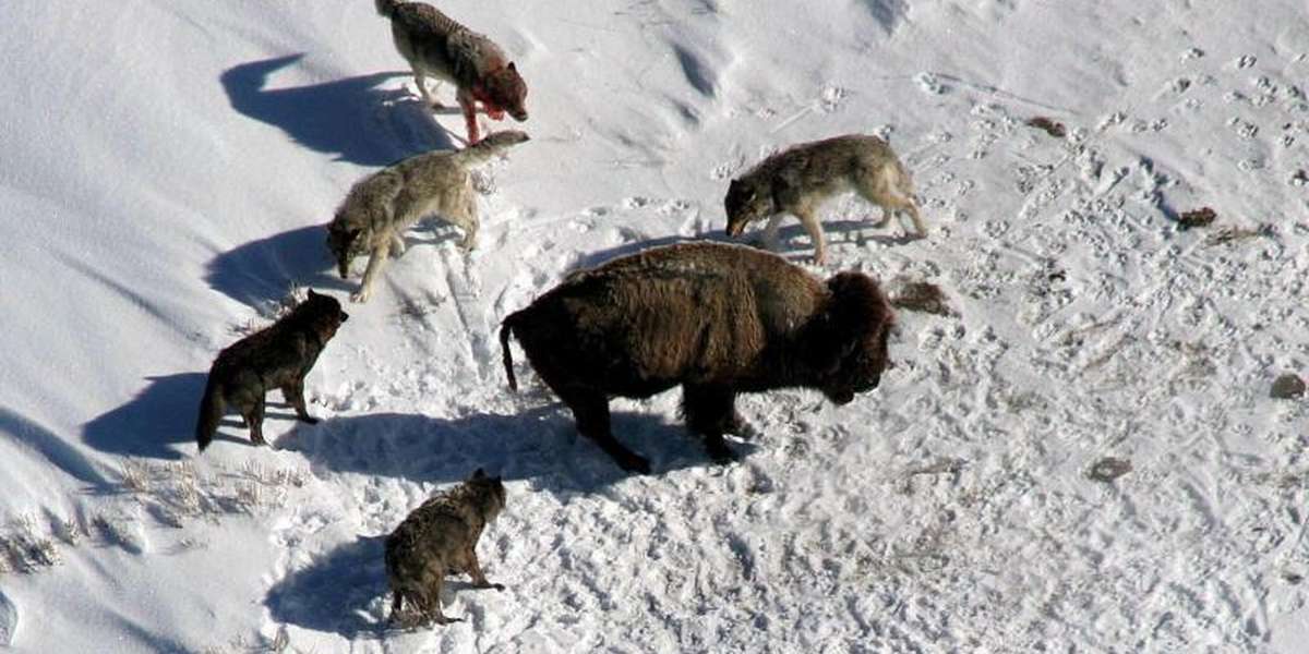 A Lucky Viewing of Wild Wolves in Action - The Dodo