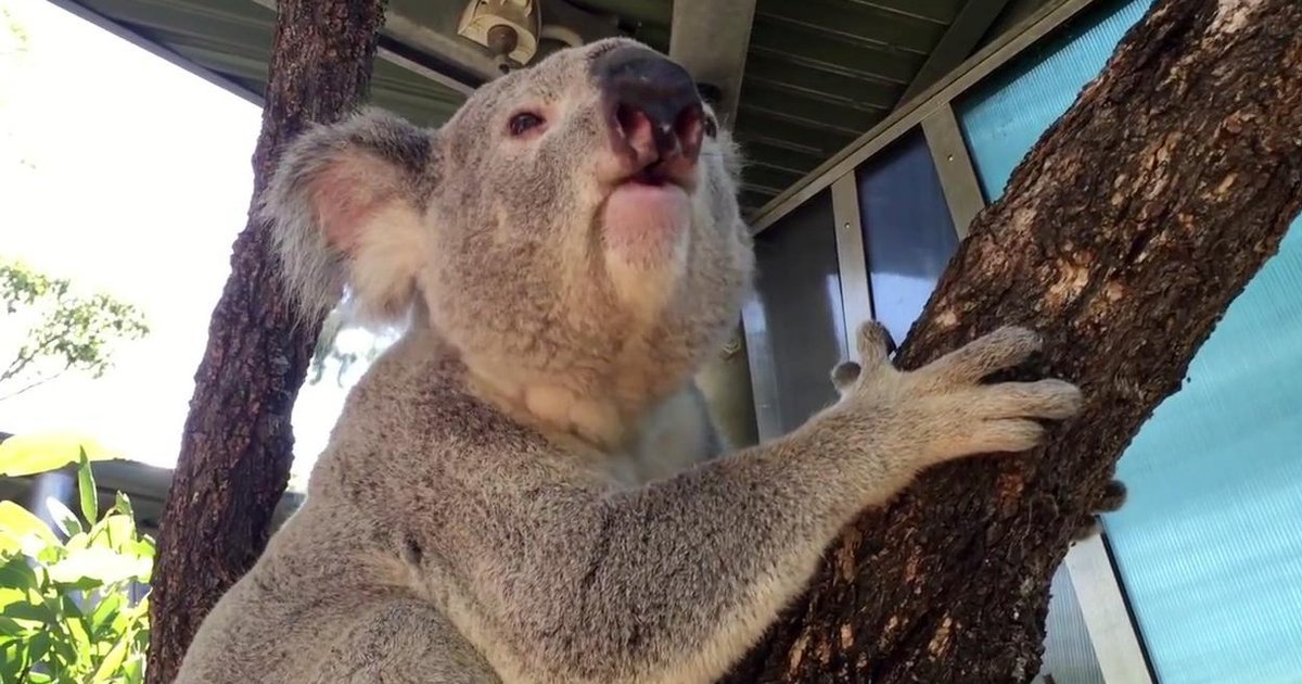 Koala's Weird Mating Call Is A Grunt-Filled Masterpiece - The Dodo