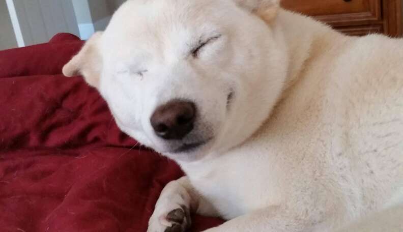 13 Dogs Who Just Want To Hit The Snooze Button One. More. Time. - The Dodo