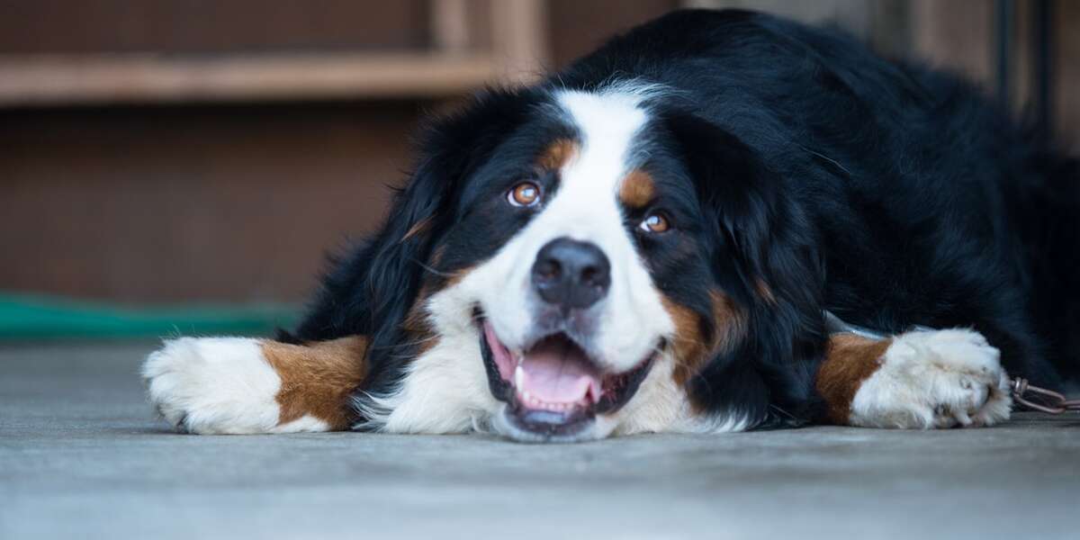 'Your Dog And You': A New Book About Forming Close Friendships - The Dodo