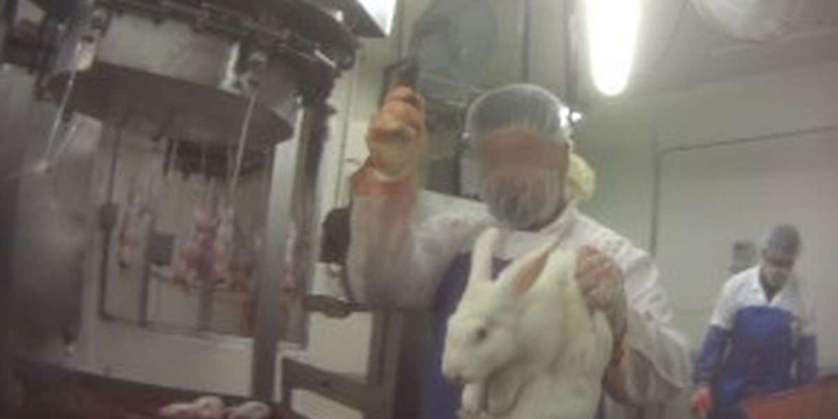 Cruel Rabbit Slaughter Is Practice' According To Government