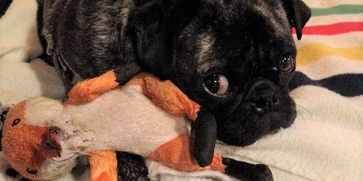 Why Dogs Roll On Their Toys…And It's Just As Cute As You Think