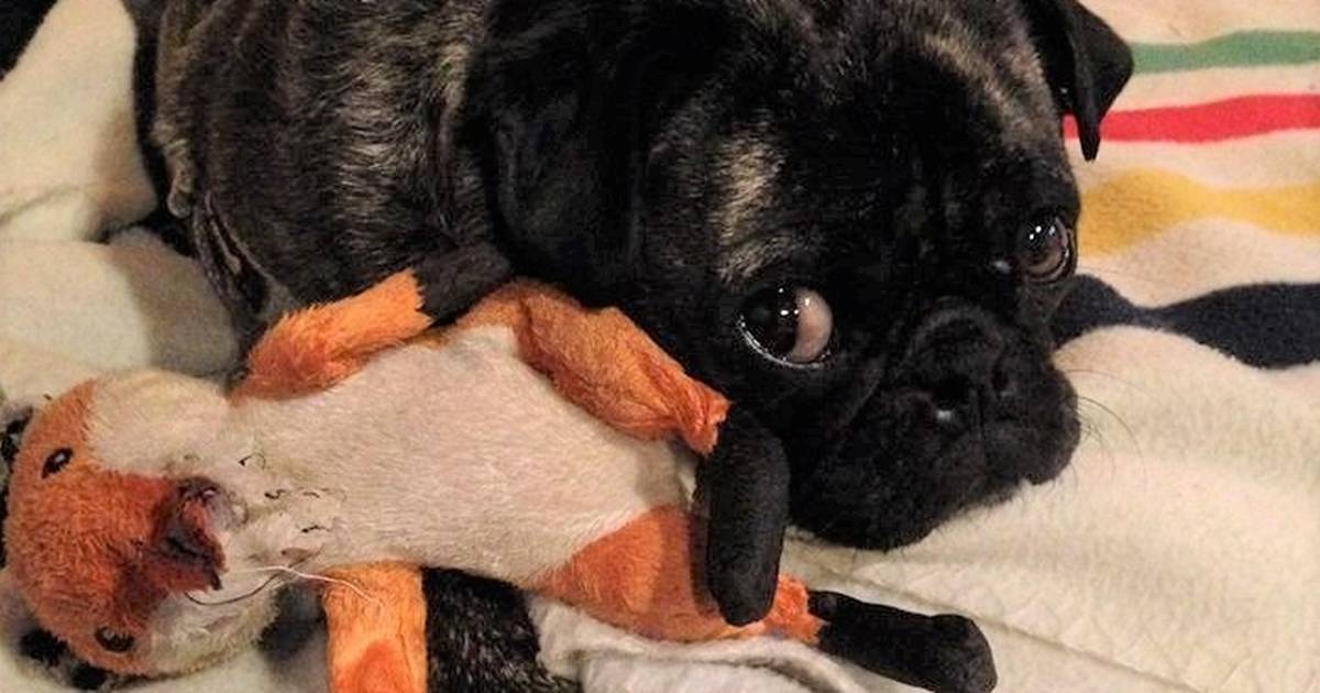 4 Reasons Why Your Dog Is Attached to Their Favorite Toy