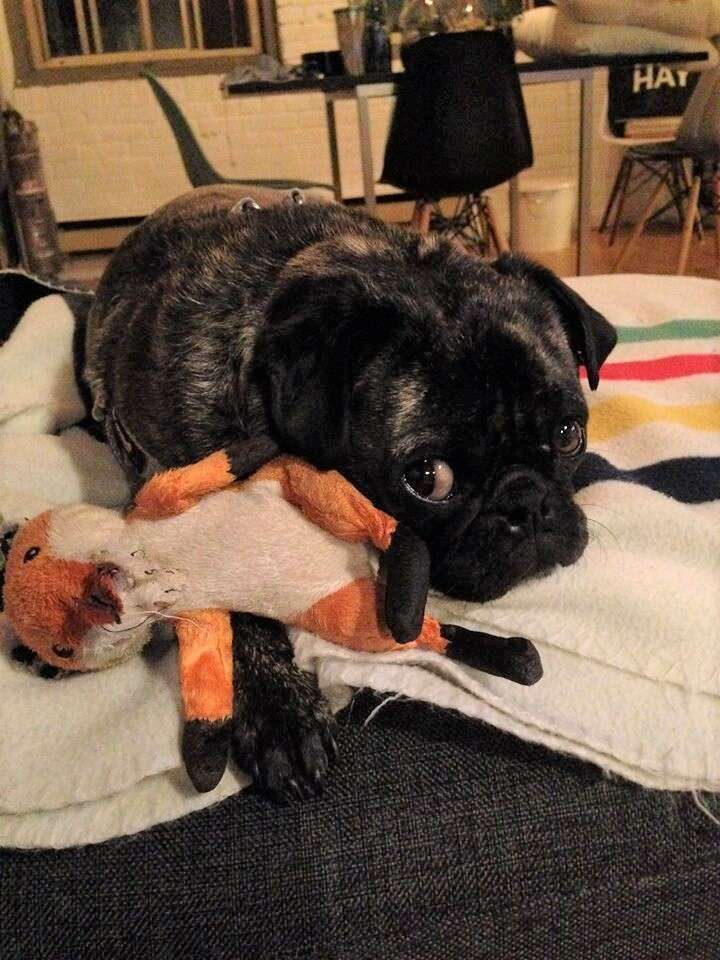 Dog loves store stuffed animal