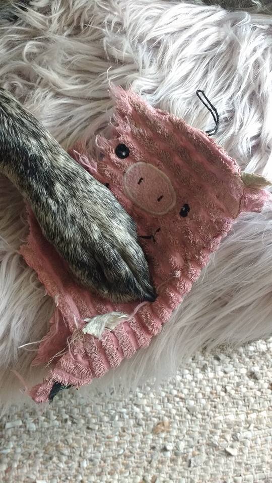 Why Are Dogs So Obsessed With That One Toy The Dodo