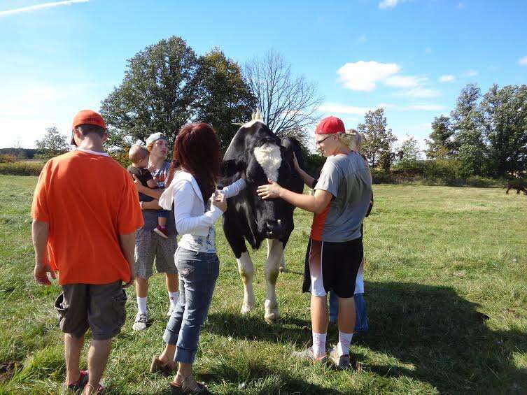 Rescued mini cow is living in paradise with her best friends – dogs!