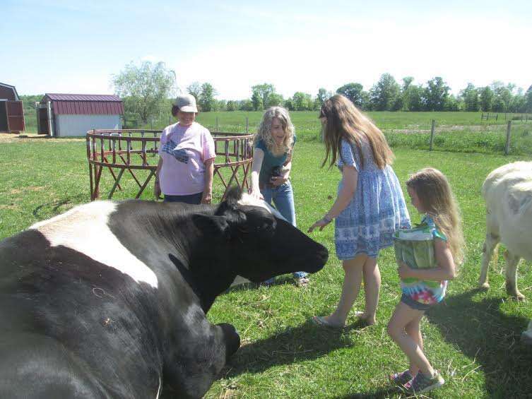 Rescued mini cow is living in paradise with her best friends – dogs!