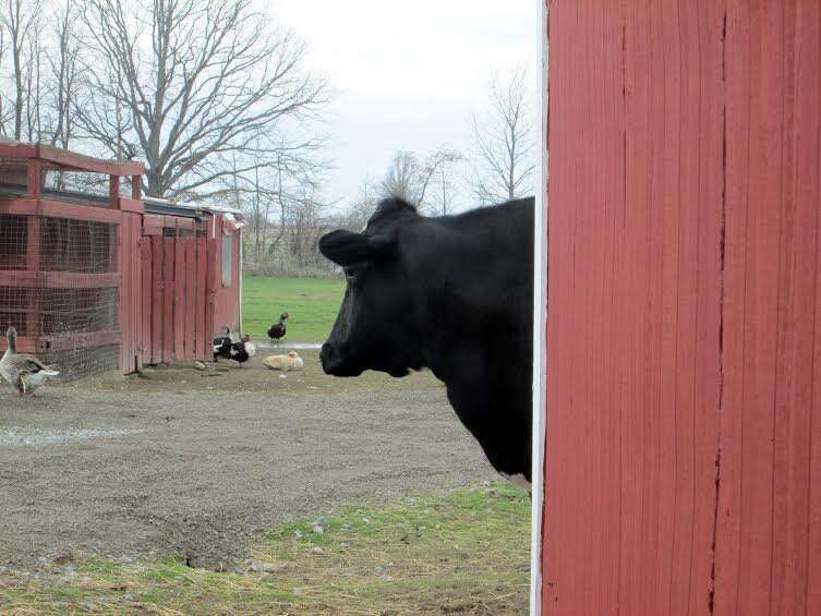 Rescued mini cow is living in paradise with her best friends – dogs!