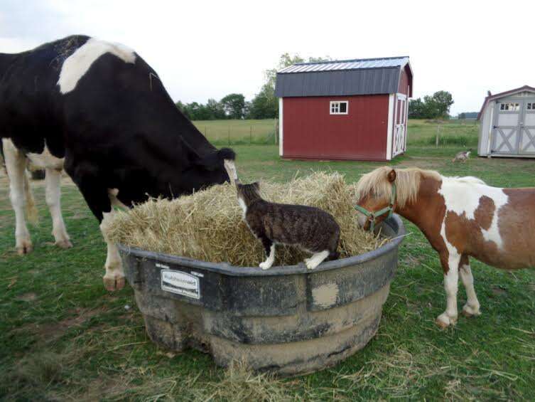 Rescued mini cow is living in paradise with her best friends – dogs!