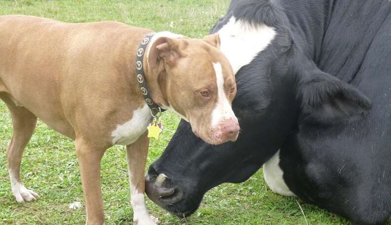 pitbull vs cow