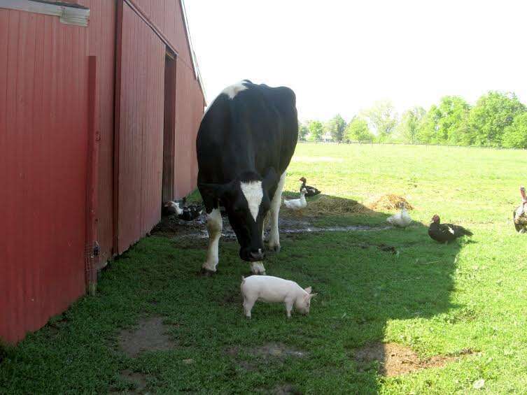 Rescued mini cow is living in paradise with her best friends – dogs!