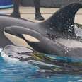 Why the birth of Kalia's calf is not good news for Seaworld