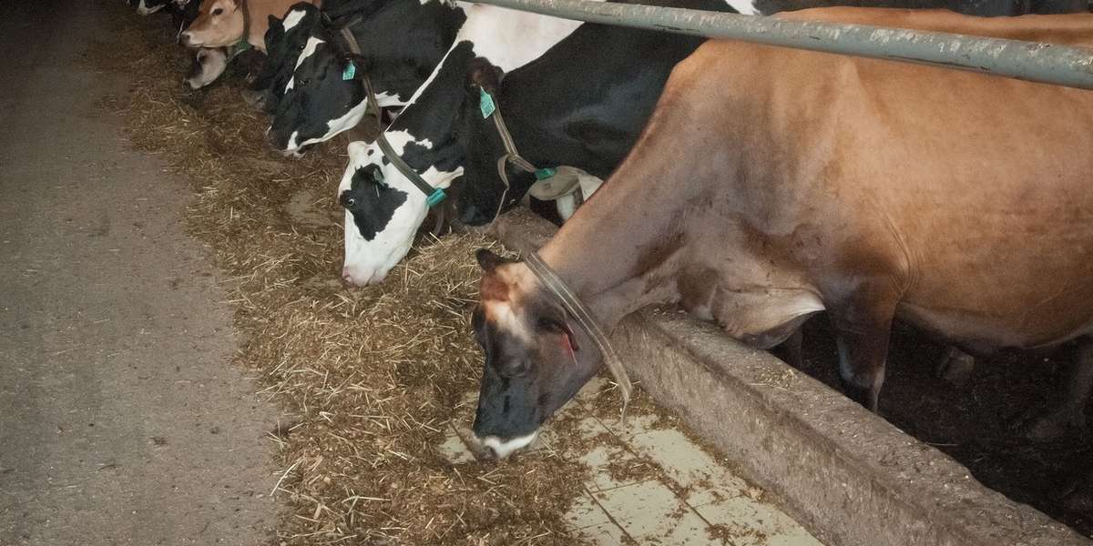 The Horrors Of The Dairy Industry! The Dodo