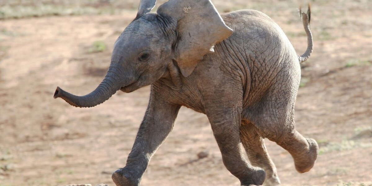 Yes, Baby Elephants Do Suck Their Trunks