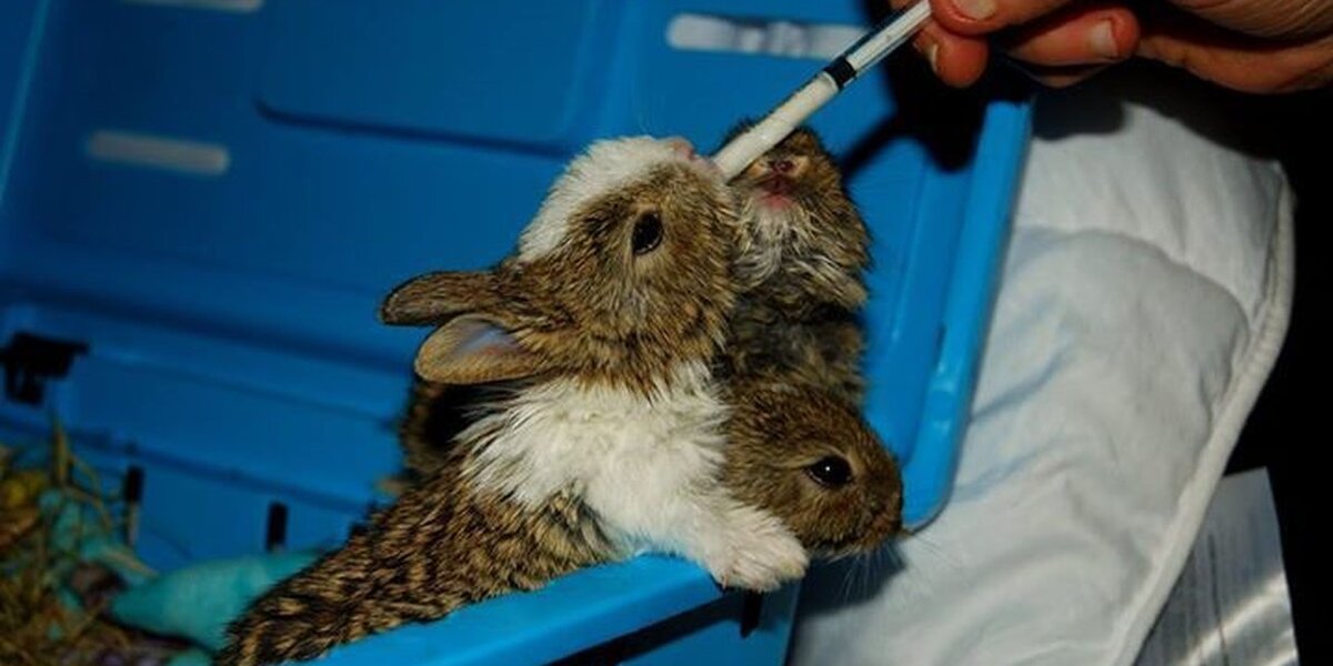 Unique Rabbit Hybrids These Baby Bunny Hybrids Are 100% Adorable - The Dodo