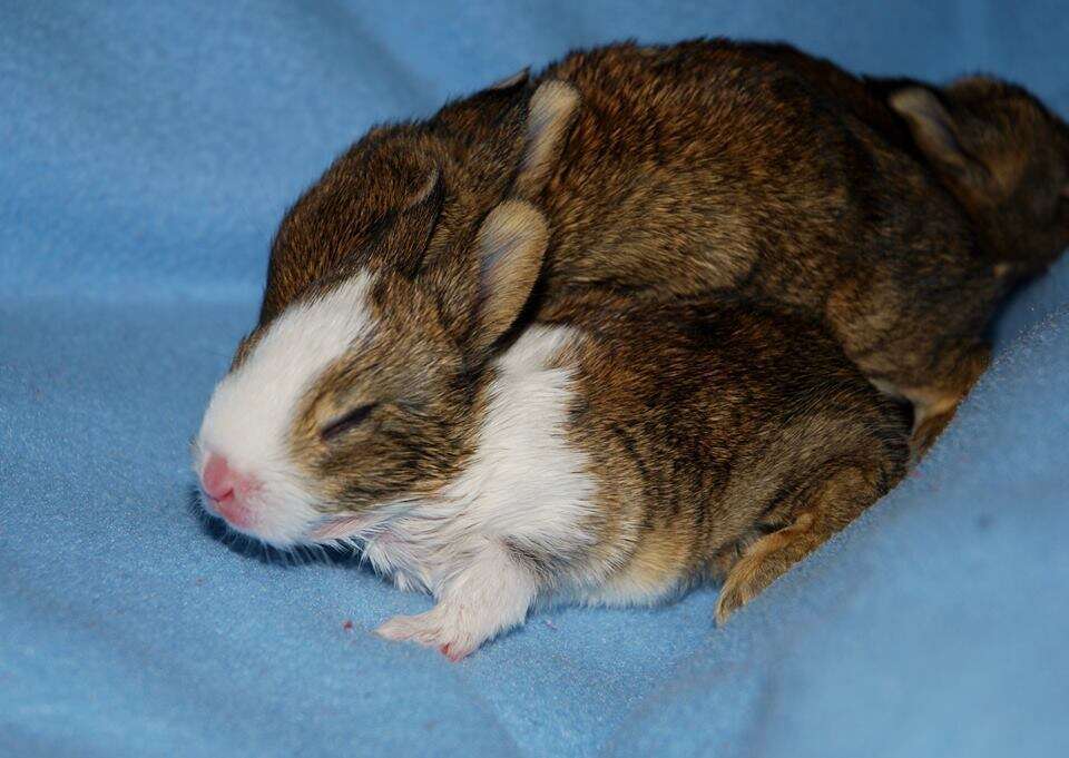Unique Rabbit Hybrids These Baby Bunny Hybrids Are 100% Adorable - The Dodo