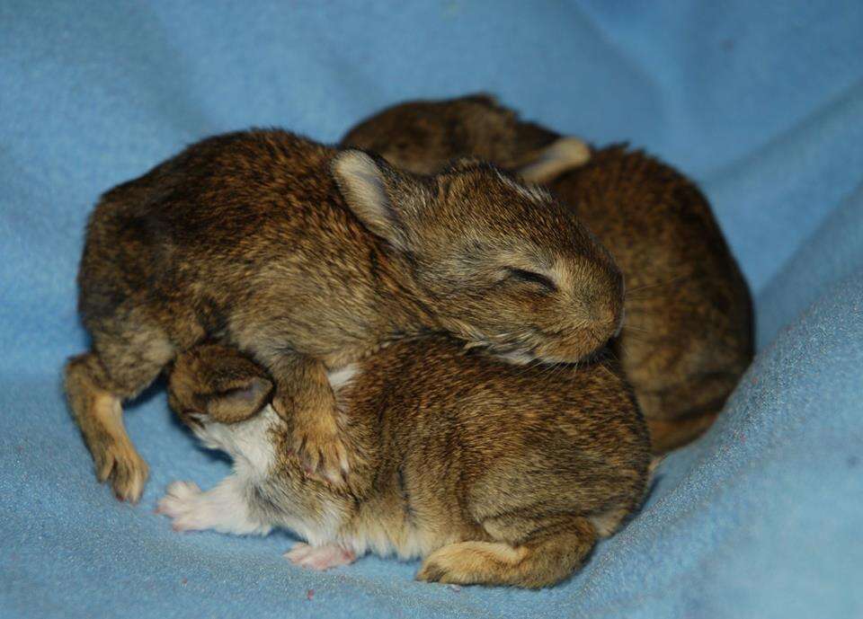 Baby Transgenic Rabbit These Baby Bunny Hybrids Are 100% Adorable - The Dodo