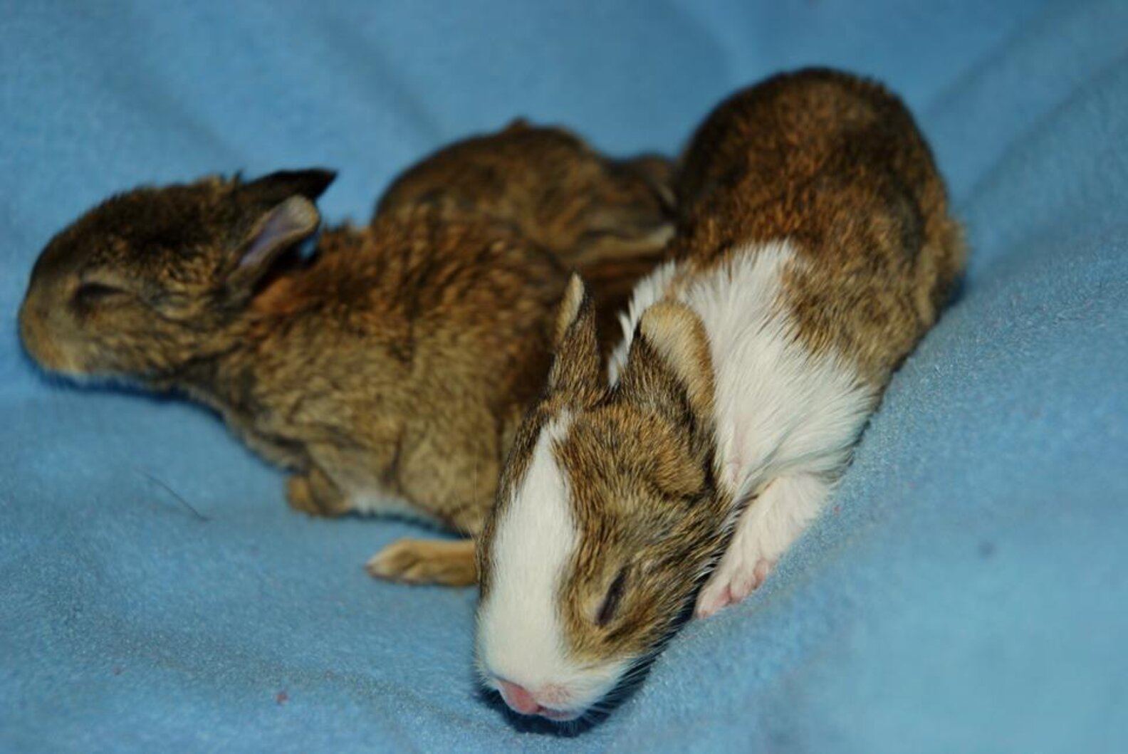 These Baby Bunny Hybrids Are 100 Adorable The Dodo
