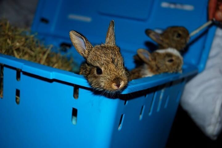 These Baby Bunny Hybrids Are 100% Adorable - The Dodo