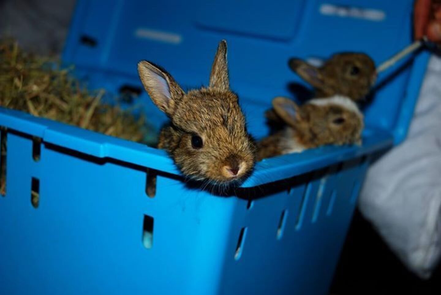 These Baby Bunny Hybrids Are 100 Adorable The Dodo