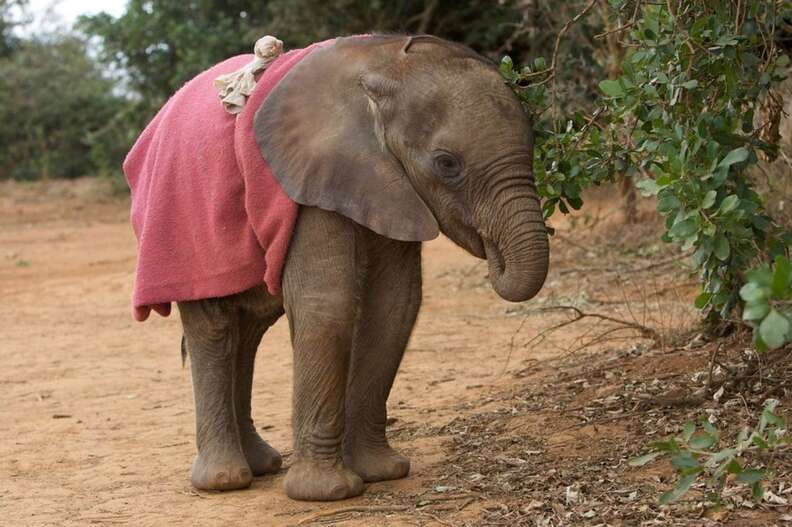 Baby Elephants Actually Suckle Their Itty Bitty Trunks - The Dodo