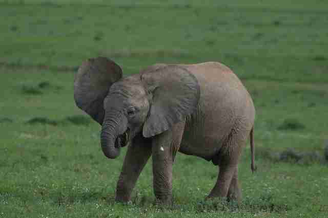 Image result for baby elephant with trunk in its mouth