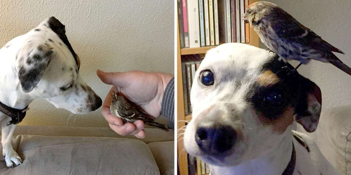 Dog Saves Unconscious Bird, Is Clearly A Very Good Boy - The Dodo