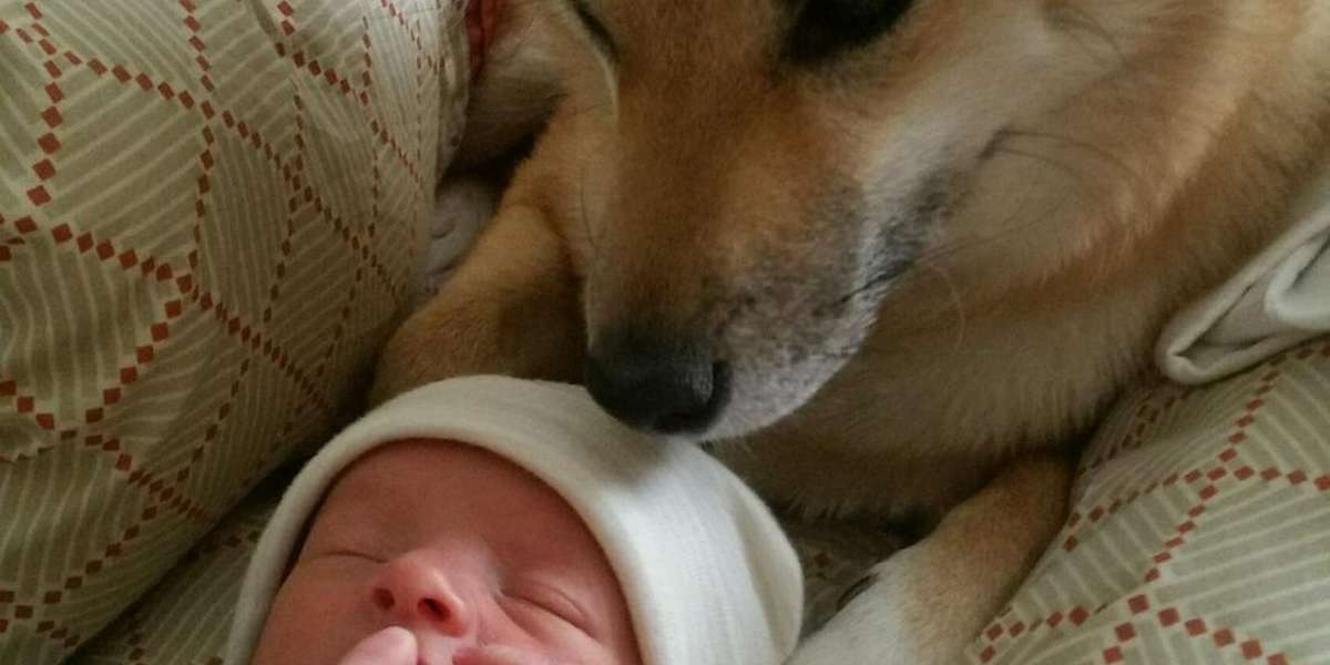 Dog Gets A Baby Brother ... And Won't Let Him Out Of Her Sight - The Dodo