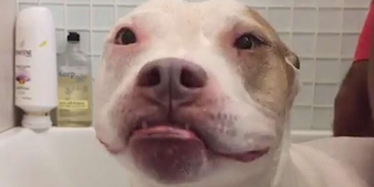 Senior Pit Bull Loves Bath Time - The Dodo